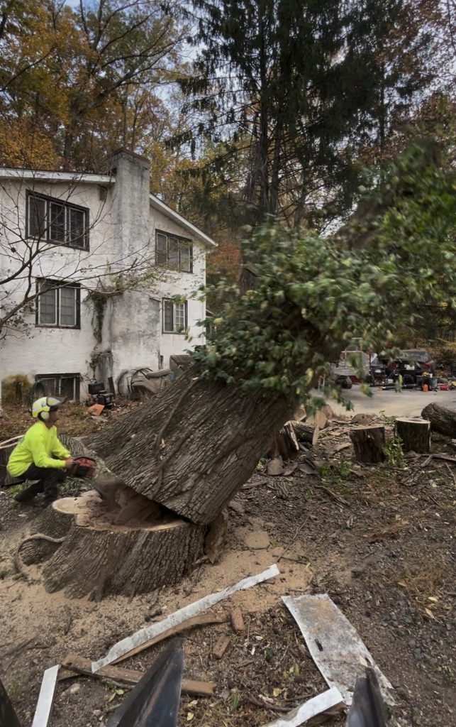 Tree Removal