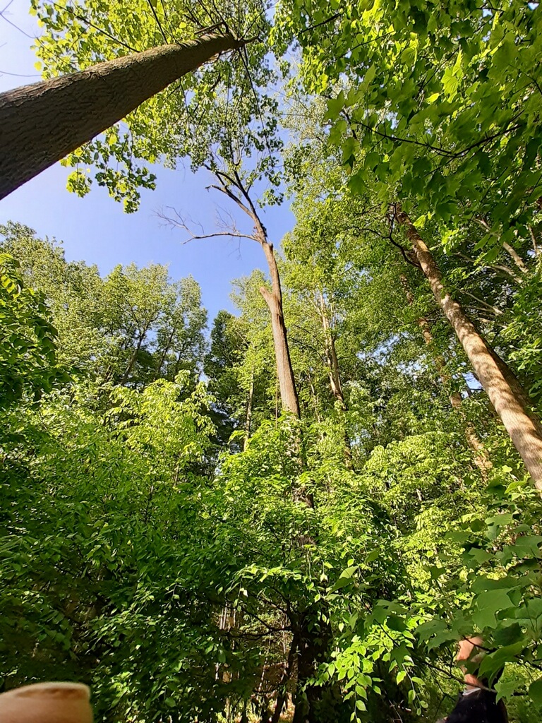 tall trees