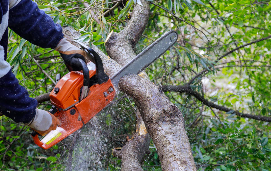 Tree Trimming & Pruning (1)