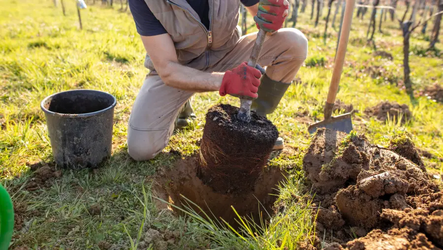 Tree transplant
