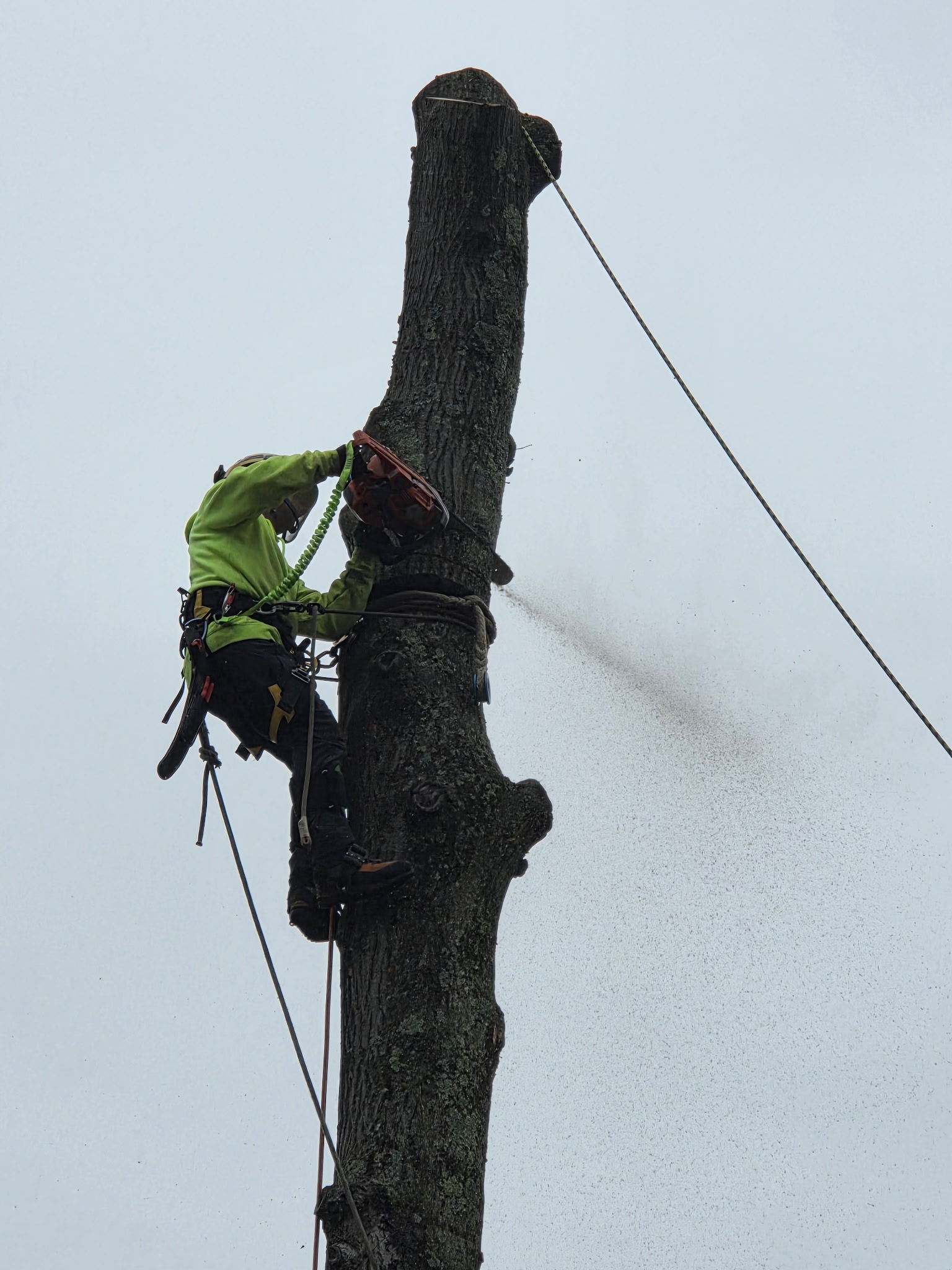 tree removal Pottstown, PA