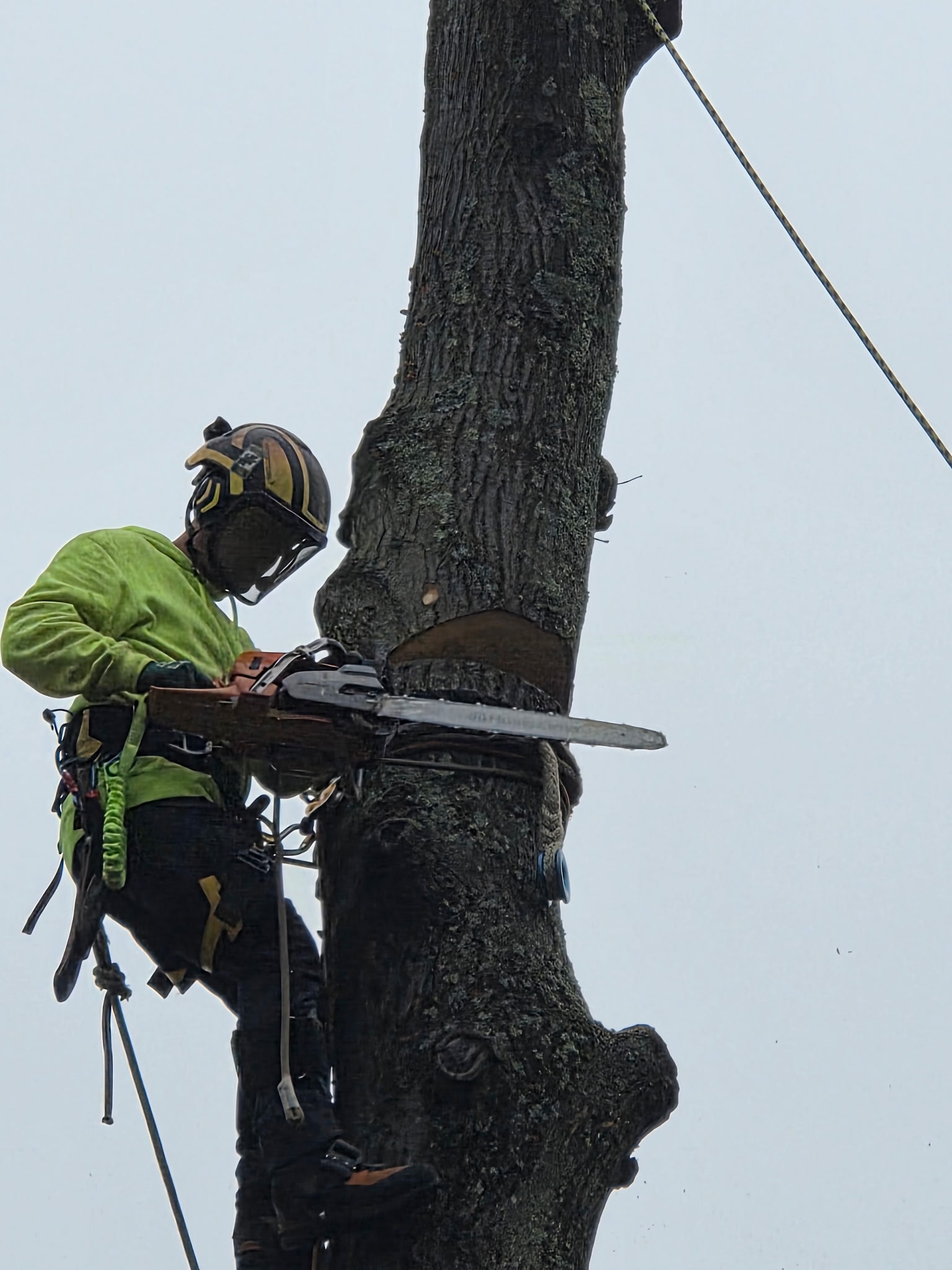 tree trimming Pottstown, PA